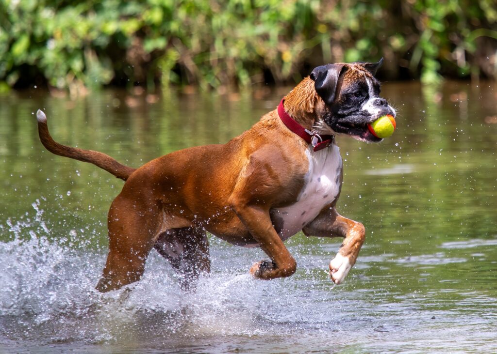 Are Boxers Scared Of Water?