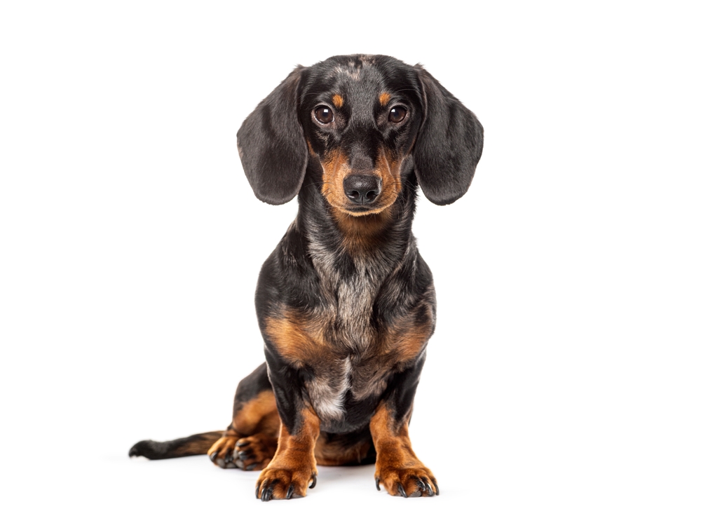 Are Dachshunds OK To Be Left Alone