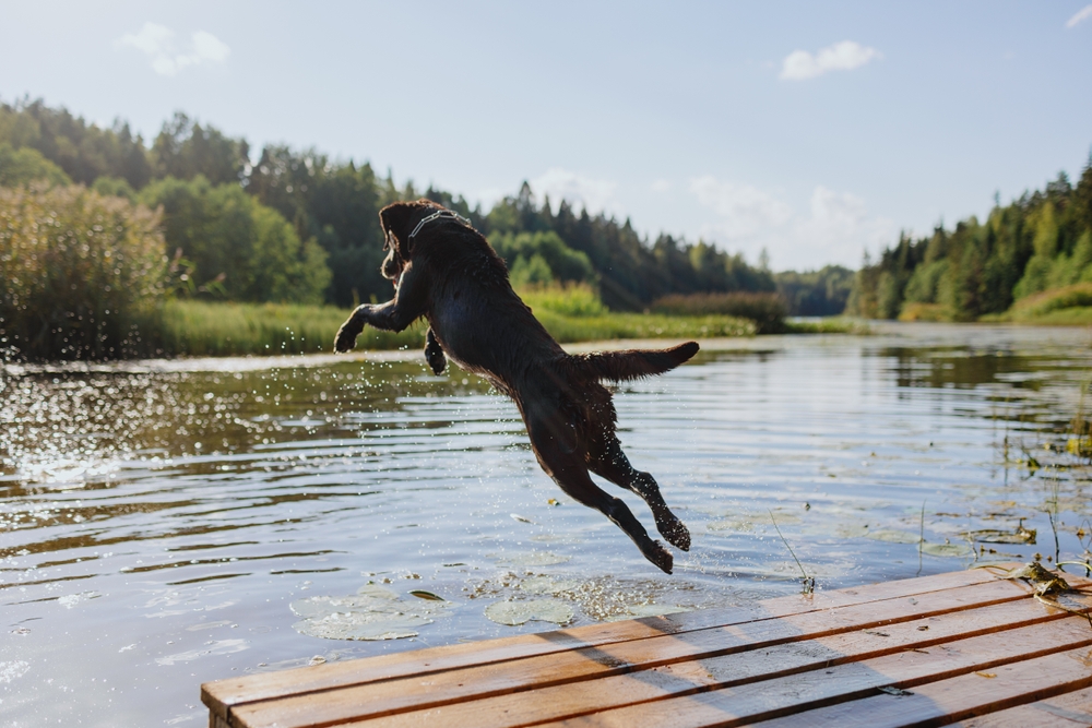 Are Labradors Reactive Dogs