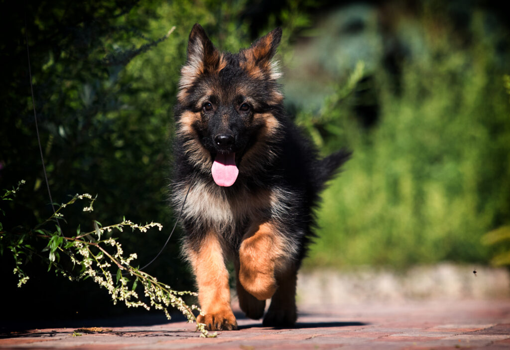 At What Age Is A German Shepherd Full Grown?