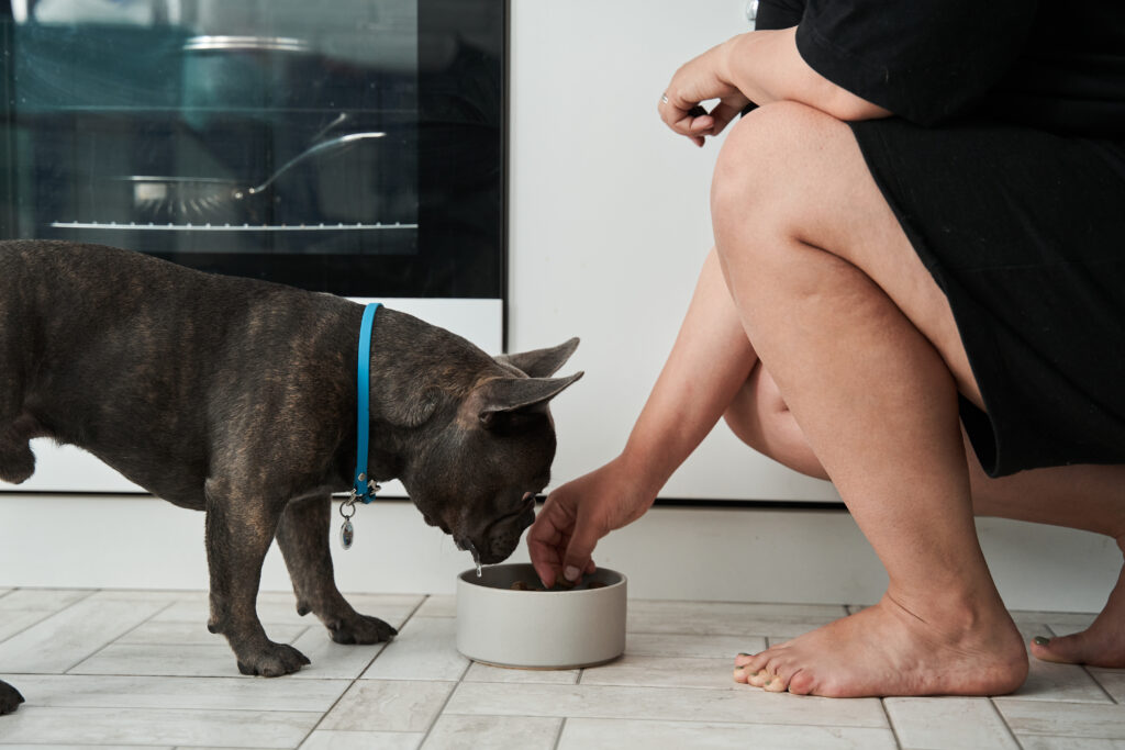 Can Frenchies Eat Bread?