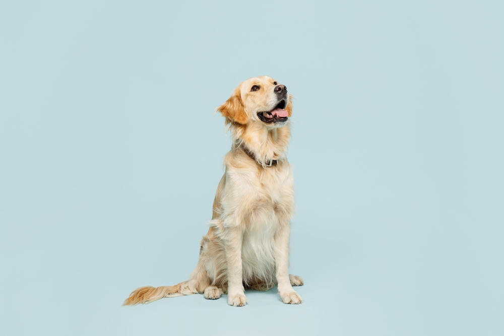Do Golden Retrievers Have Behavior Problems