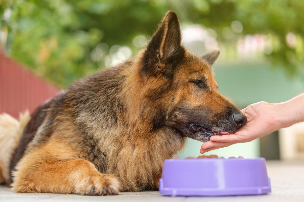 How Do I Stop My German Shepherd From Itching