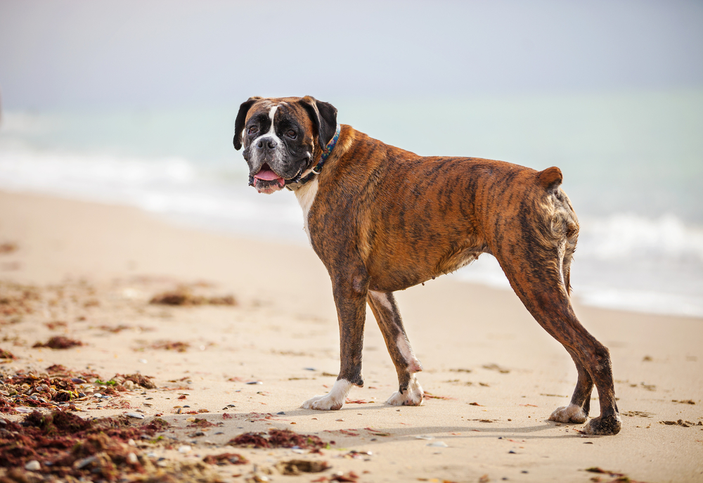 How Much Should A Boxer Dog Eat