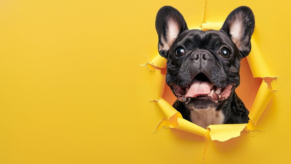 How To Tell If A French Bulldog Is Happy