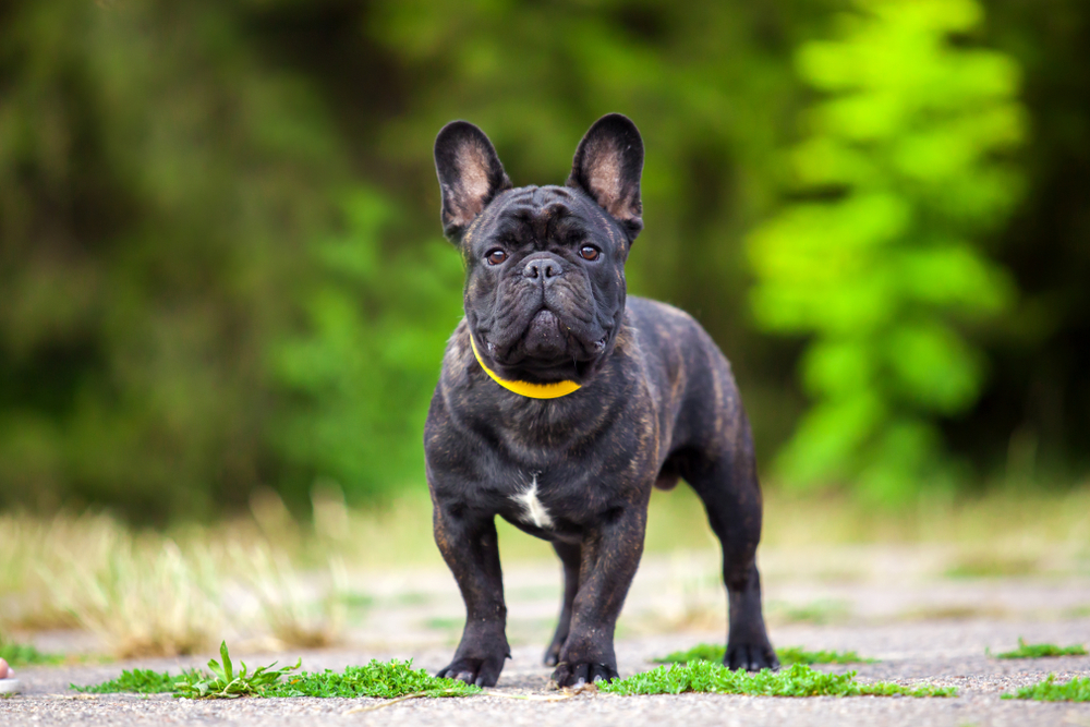 How Unhealthy Are French Bulldogs