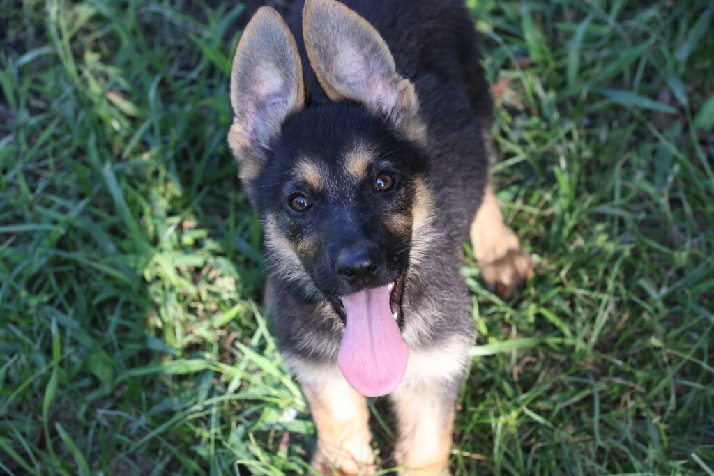 Is German Shepherd A High Risk Dog?