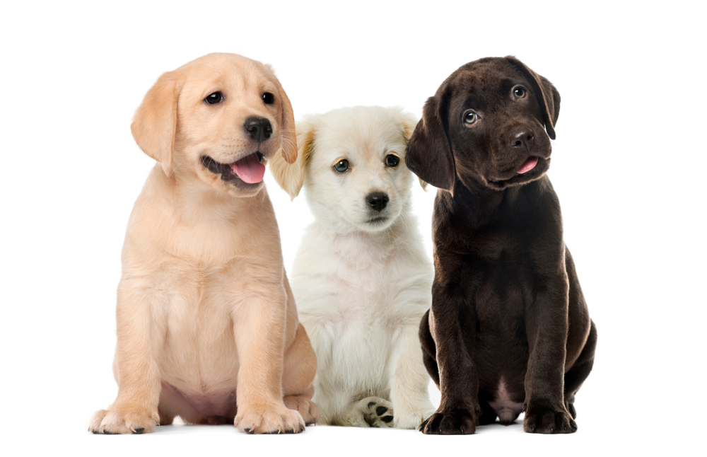 What Color Labrador Is Most Expensive