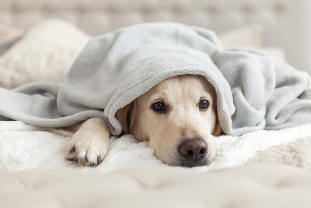 What Do Golden Retrievers Eat?