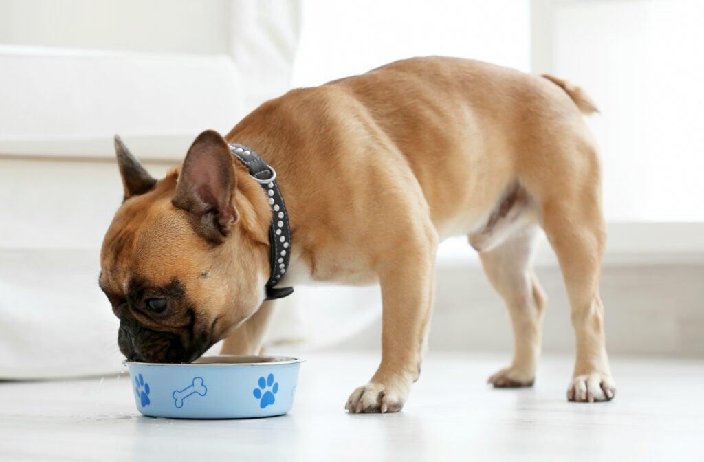 What Food Is Best For Frenchies?