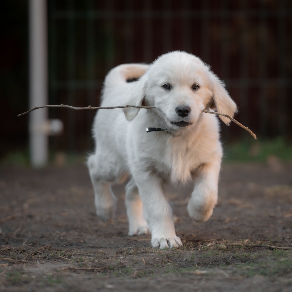 What Is The Mental Age Of A Golden Retriever