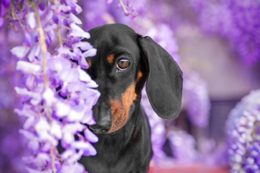 What Problems Can Dachshunds Get
