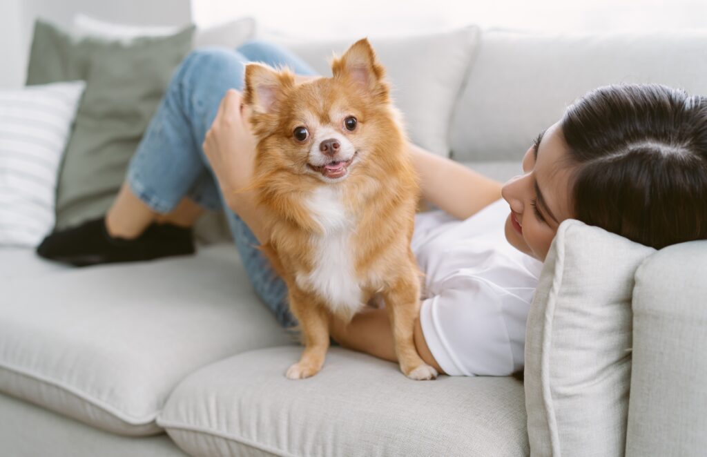 What To Feed A Chihuahua?