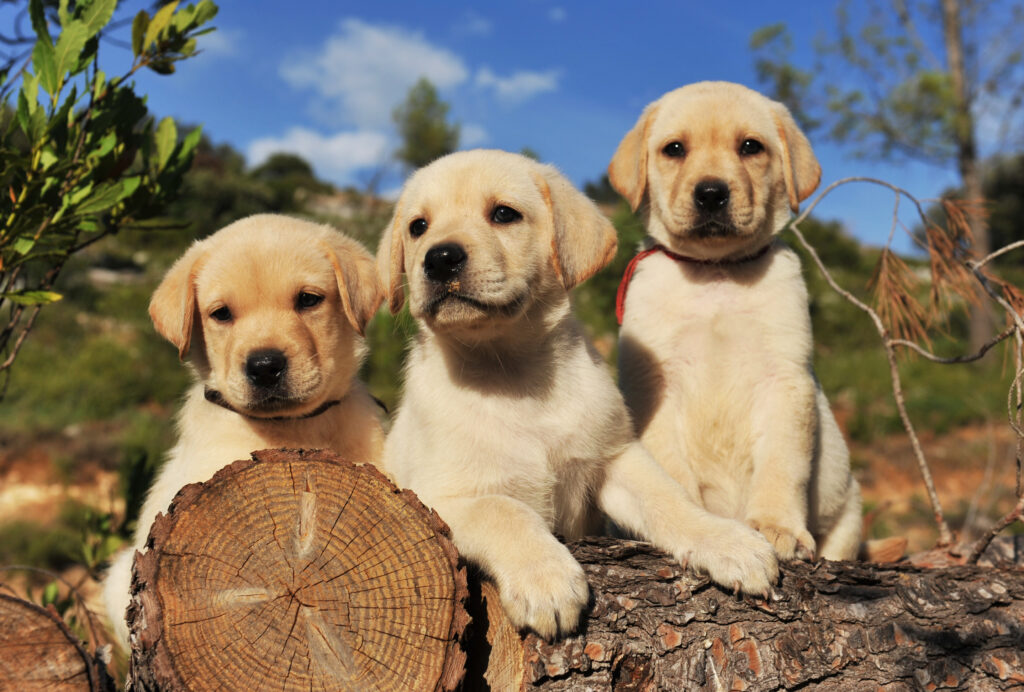 Which Labrador Is Best Male Or Female?
