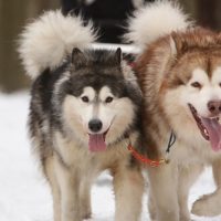 alaskan malamute dogs for sale