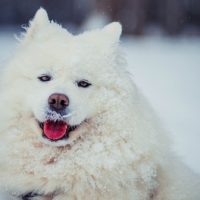 american eskimo dogs for sale