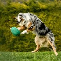 australian shepherd for sale