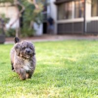 bernedoodle for sale