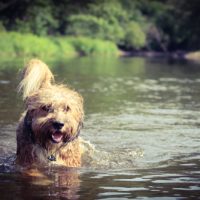 bernedoodle puppies for sale