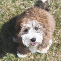 bernedoodle mini dogs for sale