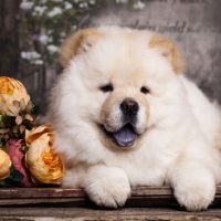 Chow Chow beautiful for sale usa