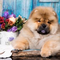 Beautiful,Dog,Chow-chow,In,The,Park.,Purebred,Red,Dog,Chow