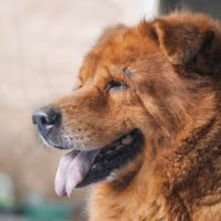 Chow Chow familyl puppy for sale