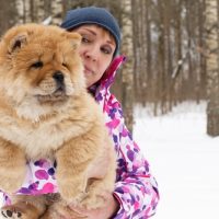 Chow Chow puppy USA sale