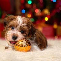 Havanese-Shih Tzu usa sale