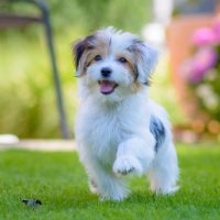 Havanese puppies