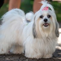 A,Lhasa,Apso,Standing,On,A,City,Square,Path.