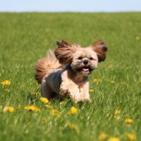 Lhasa Apso puppy usa