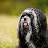 Portrait,Of,Lhasa,Apso,Dog