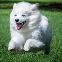 buy american eskimo dogs