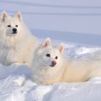 buy american eskimo puppies