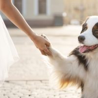 buy australian shepherd dogs