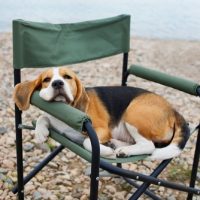 buy beagle dogs