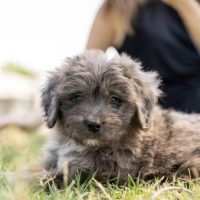 buy bernedoodle puppies