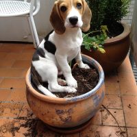 buy beagle puppies usa