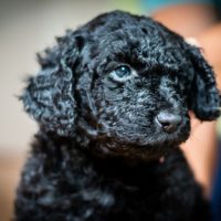 Portrait,Of,A,Cute,Labradoodle,Puppy,Dog