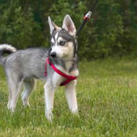 for sale alaskan klee kai puppies