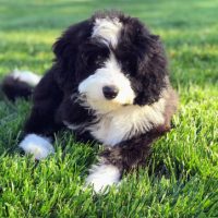 for sale bernedoodle mini dogs