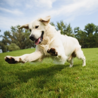 for sale golden retriever dogs