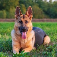 Beautiful,German,Shepherd,Dog,,Smart,And,Easy,To,Train,On