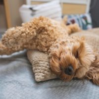 Young,Cockapoo,Puppy,Sleeping,On,Dog,Bed,,Apricot,Cockapoo,,Cockapoo