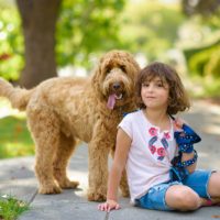 goldendoodle with child puppies