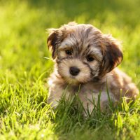 havanese puppy for sale usa