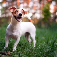 jack russell terrier in usa