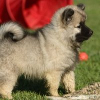 Cute,Little,Fluffy,Keeshond,Puppy