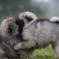 Cute,Fluffy,Keeshond,Puppies,In,A,Garden